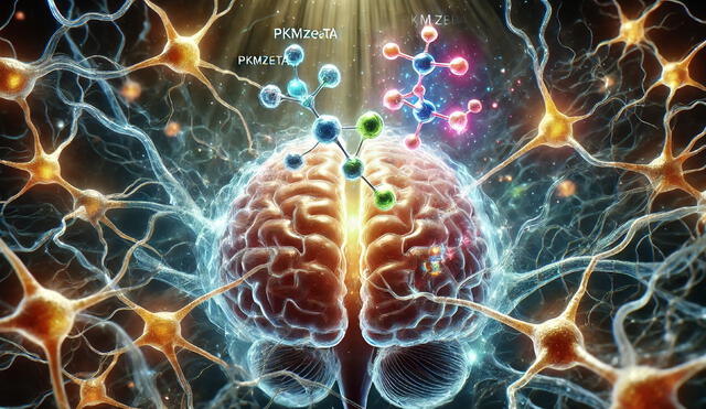 La enfermedad de Alzheimer se caracteriza por la pérdida de células cerebrales o neuronas, lo cual provoca el deterioro cognitivo que conduce a síntomas como la pérdida de memoria. Imagen: IA La enfermedad de Alzheimer se caracteriza por la pérdida de células cerebrales o neuronas, lo cual provoca el deterioro cognitivo que conduce a síntomas como la pérdida de memoria. Imagen: IA