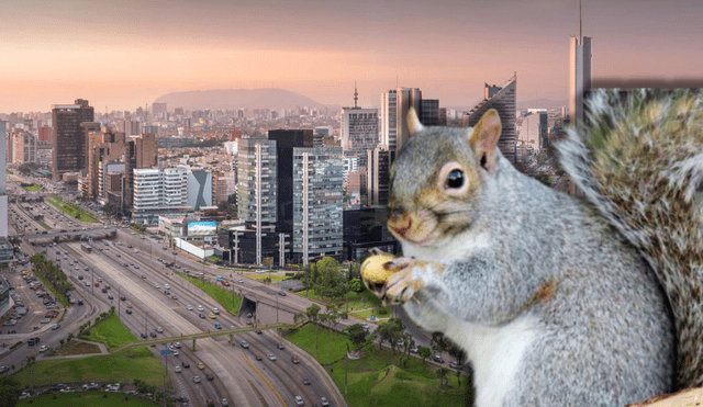 Las ardillas en Lima son nativas del Perú, específicamente de regiones con bosques secos y ecuatoriales en el norte del país. Foto: composición LR/Peru Travel/ Tres Pm