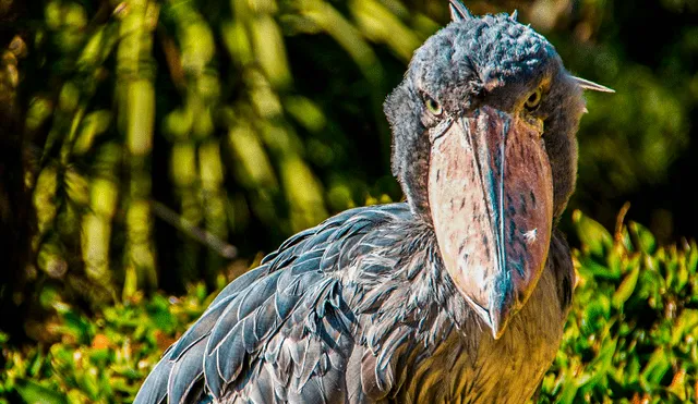 El picozapato es una de las aves más impresionantes de África, con una altura de hasta 1,50 metros y un enorme pico que lo distingue entre las especies. Foto: National Geographic