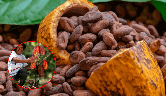 Cacao y cacaotero en el valle de San Gabán (Puno). Foto: composición LR/Andina