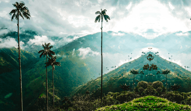 Gracias a su gran tamaño, numerosos botánicos se han visto atraídos por esta palmera, la cual crece en condiciones singulares para ser una palma. Foto: Almas Aventureras