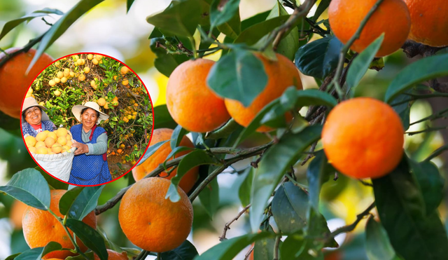 Agricultoras con un cesto lleno de naranjas, fruto del naranjo dulce, árbol que pertenece al género Citrus de la familia de las rutáceas. Foto: composición LR/Andina