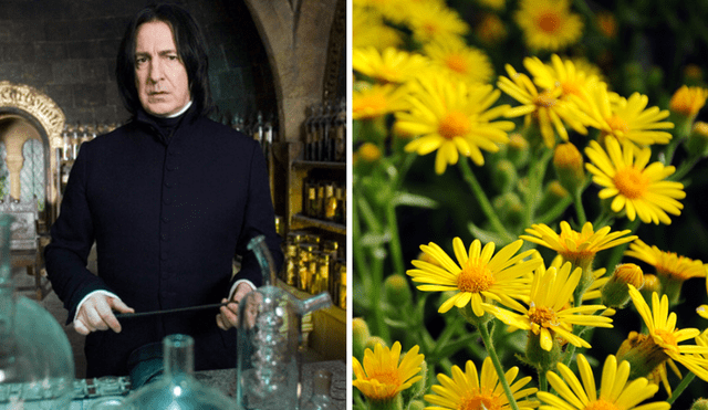 Profesor de pociones Severus Snape y flores amarillas. Foto: Flickr