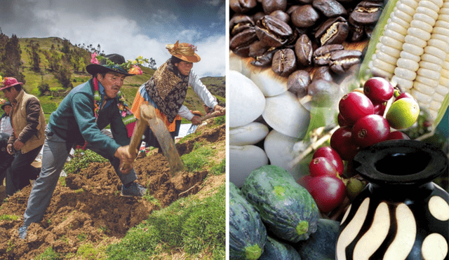 Agricultores peruanos sembrando. Foto: composición LR/Andina