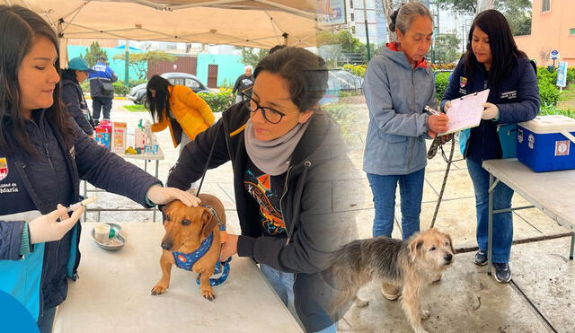 Municipalidades de Lima lanzan camapañas veterinarias gratuitas hasta el 20 de septiembre. Foto: Municipalidad de Jesús María