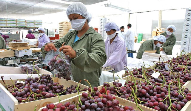 Entre enero y julio, las ventas de los productos agrarios al exterior ascendieron a USD4.920 millones. Foto: Andina