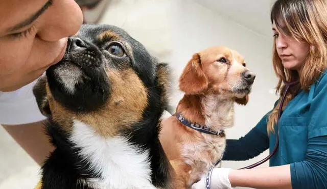 En Lima y provincias se realizará una campaña de veterinaria gratis en beneficio de miles de mascotas. Foto: composición LR/difusión