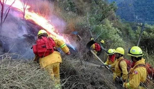 Se ha reportado que los incendios forestales han provocado más de 300 animales muertos