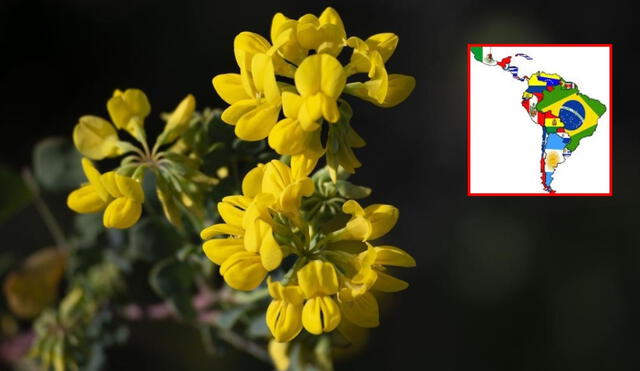 El interés por las flores amarillas ha impulsado un aumento en las búsquedas en línea de arreglos florales temáticos en las semanas previas al 21 de septiembre. Foto:  composición LR / Diario Información