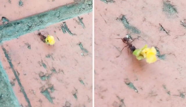 El video de la hormiga con su flor amarilla conmovió los corazones de los usuarios en las redes sociales. Foto: composición LR/TikTok/@yaneth_ar