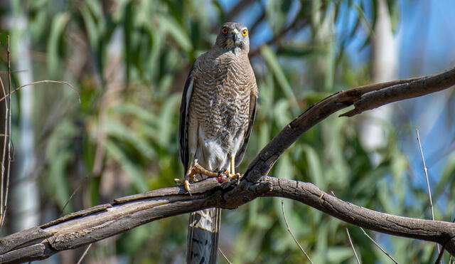 Después de más de 50 años, el azor de Nueva Bretaña ha sido fotografiado por primera vez, un hito importante para la ornitología y la conservación de especies raras. Azor común. Foto: Pexels