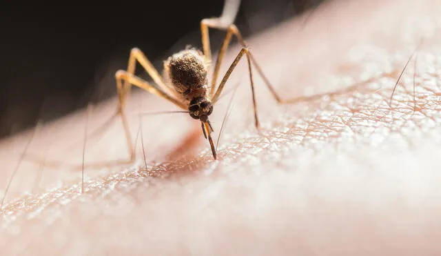 La ausencia de mosquitos en Islandia resalta la importancia del clima en la biogeografía de insectos. Este país se mantiene como un refugio natural, donde los mosquitos no pueden prosperar. Foto: Pexels