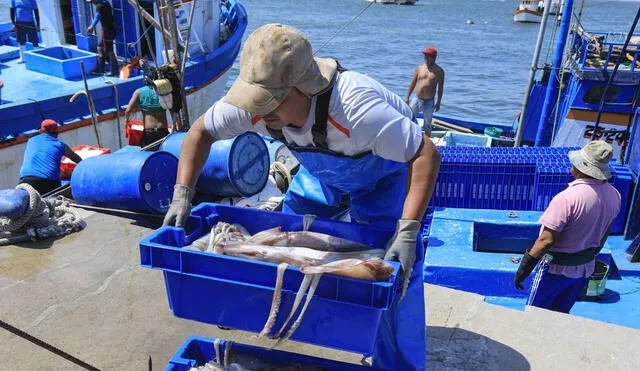 Oferta de pota se ha visto afectada en los últimos días. Precio del kilo subió a más de S/20. Foto: Andina