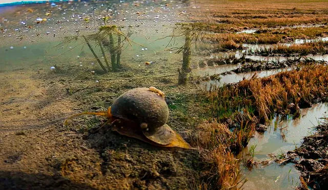 La lista de especies exóticas invasoras se actualiza regularmente y las autoridades continúan monitoreando nuevas amenazas potenciales. Foto: composición LR/Euro News/Interempresas