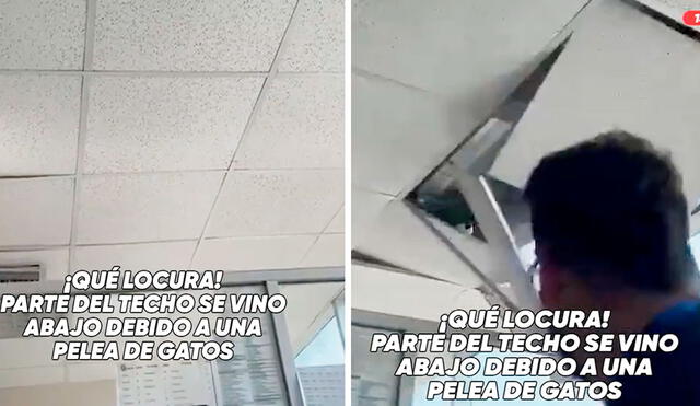 El cielo raso no soportó el peso de ambos animales que no dejaban de pelear lo que originó que cayeran aparatosamente sobre los escritorios. Foto: composición LR/TikTok/@unitel.bo