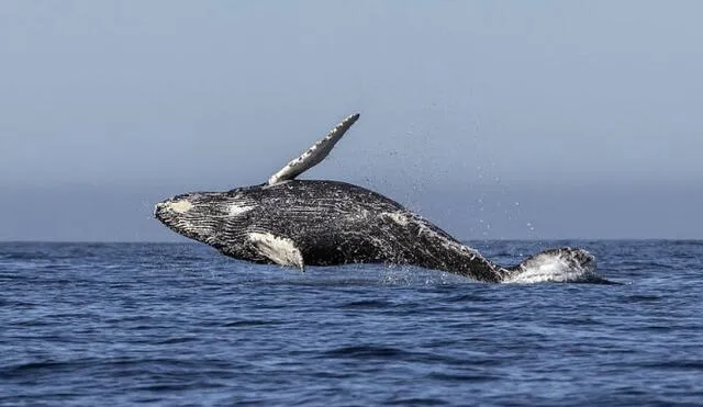 Importante alerta en defensa de la biodiversidad marina. Fuente: Victor Chero