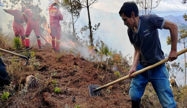 Cerca de 3.000 productores serán beneficiados con esta ayuda económica de S/1.000. Foto: Andina