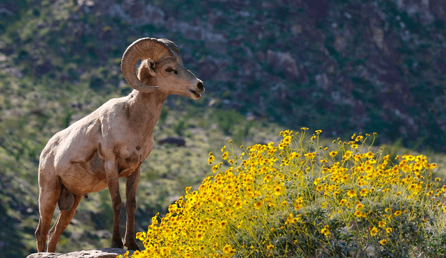 En California, un parque desértico cuenta con paisajes y reliquias que nos permiten conocer sobre la vida silvestre. Foto: PeakVisor