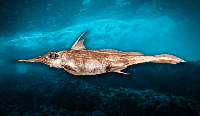 Un rasgo resaltante de la nueva especie es su hocico largo. Foto: composición LR/Flickr/NIWA