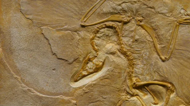 El Dinocephalosaurus estaba adaptado a la vida marina, con aletas en sus extremidades y una dieta basada en peces. Imagen referencial. Foto: Pexels