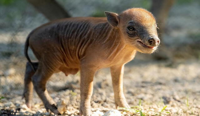 Zoológico de Miami alberga a tapir malayo en extinción. Foto: Zoológico de Miami