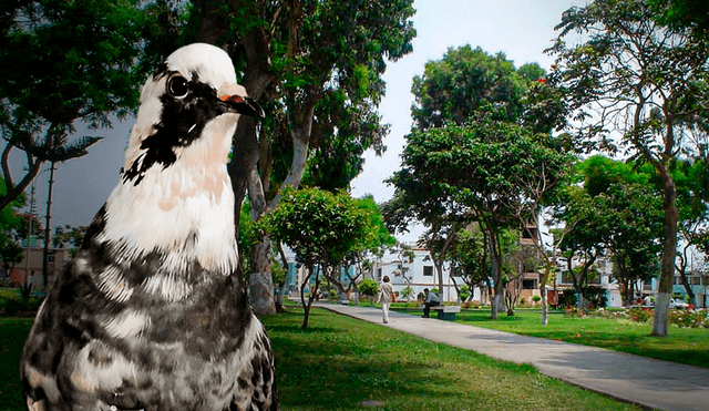 La mascota lleva desaparecida desde el 6 de julio. Foto: composición/LR