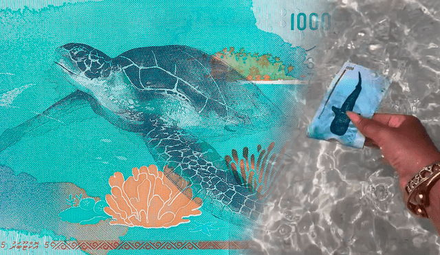 El billete de 1000 Rufiyaa de Maldivas rinde homenaje a las especies marinas más icónicas del país, como el tiburón ballena y la tortuga verde. Foto: Numis Collection