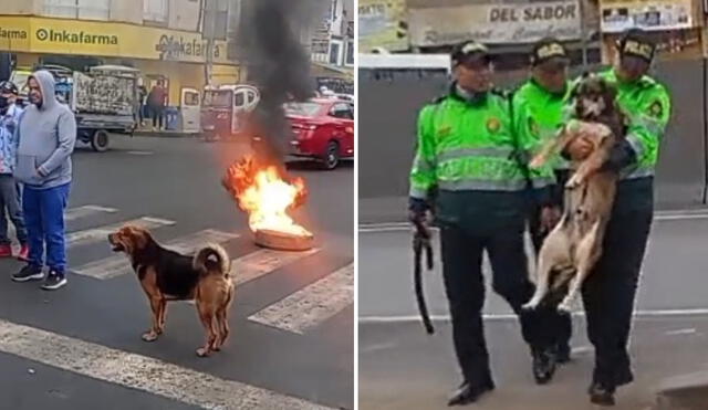 "Firulais tiene derecho a un abogado", bromearon usuarios. Foto: composición LR/ TikTok - Video: TikTok