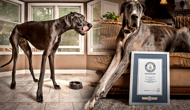 Zeus, el perro más alto del mundo, falleció a los tres años en el 2023 tras librar una dura batalla contra el cáncer. Foto: composición LR