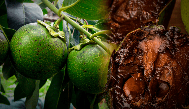 Esta fruta no solo es deliciosa, sino que también ofrece varios beneficios para la salud. Foto: composición LR/Gobierno de México