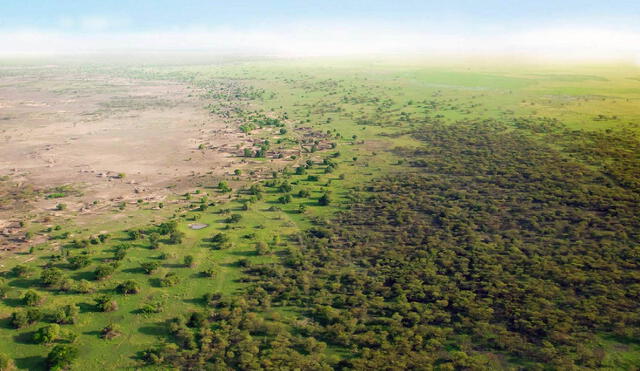 La Gran Muralla Verde, impulsada por la Unión Africana desde 2007, busca frenar el avance del desierto del Sahara mediante la plantación masiva de árboles en el Sahel. Foto: @unep_espanol