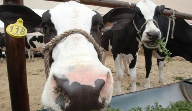 Las vacas Holstein están entre los especímenes con mayor producción láctea del mercado. Foto: difusión