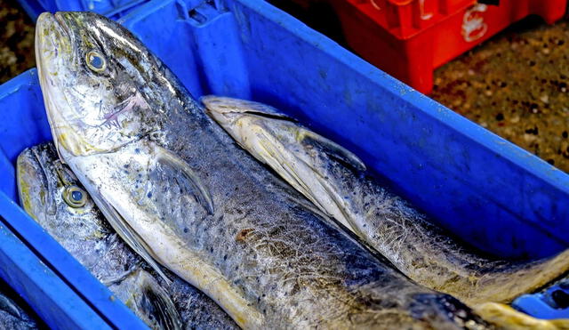 Límites de captura podrían modificarse en función a los factores biológicos o ambientales que estime Imarpe. Foto: Andina