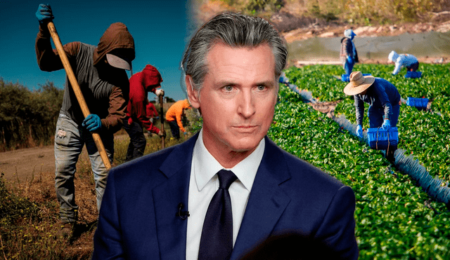 Gavin Newsom firmó dos leyes que favorecen a los trabajadores agrícolas en el estado de California. Foto: composición LR/AFP