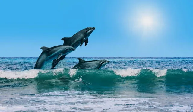 Este importante ciudad te brinda una magnífica vista a las playas estadounidenses, incluso podrás visualizar delfines en la orilla. Foto: Composición LR