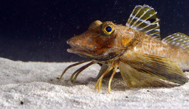 Investigadores de Harvard y Stanford descubren adaptaciones únicas en los petirrojos marinos, peces con apéndices que les permiten caminar y saborear presas en el fondo marino. Foto: Anik Grearson