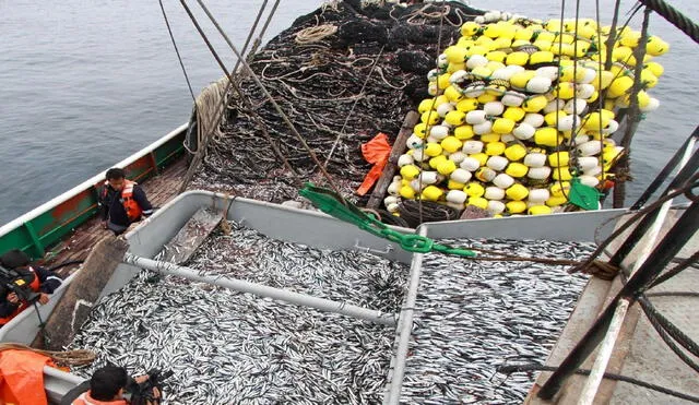 Cuotas. La pesca de anchoveta es la más importante para el PBI pesquero del Perú. Foto: Andina