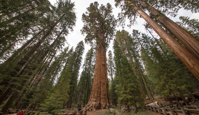 El General Sherman produce alrededor de 1.500 conos al año, cada uno con hasta 200 semillas. Foto: Visit California