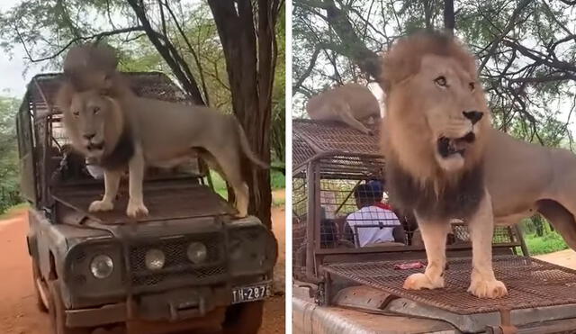 "Ni como bajarse a espantarlo para que se baje", reaccionaron usuarios. Foto: composición LR/ Instagram - Video: Instagram