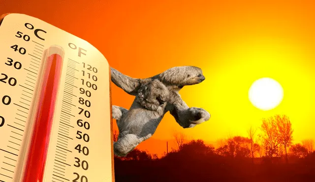 Los perezosos podrían no ser capaces de soportar las temperaturas extremas esperadas para finales de este siglo.