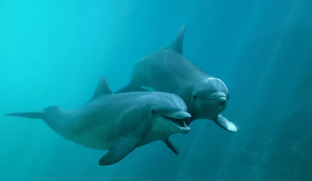 Los delfines son algunos de los animales más inteligentes del planeta. Foto: Familia Ramírez / Flickr