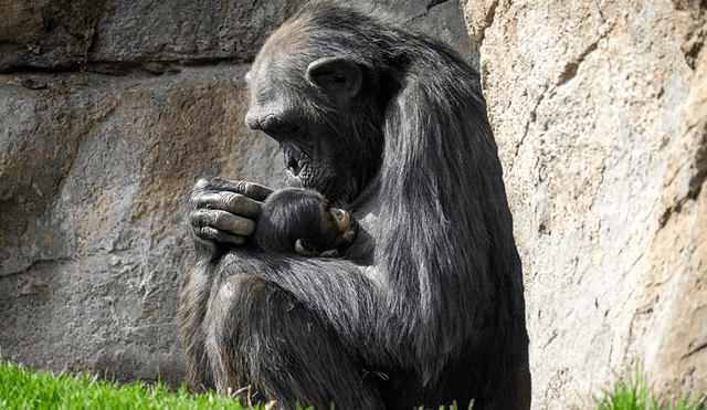 Los chimpancés, pueden portar el cuerpo de sus crías fallecidas durante semanas o meses, un comportamiento observado tanto en zoológicos como en su hábitat natural. Foto: BIOPARC