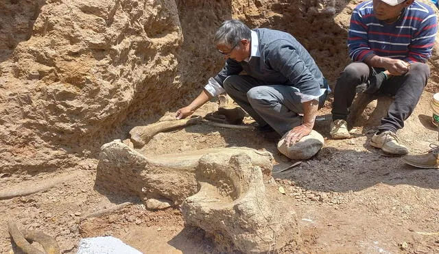 Ingeniero Óscar Díaz, responsable del rescate de los fósiles de mastodonte, en el lugar de excavación. Foto Iván Meza-Ingemmet