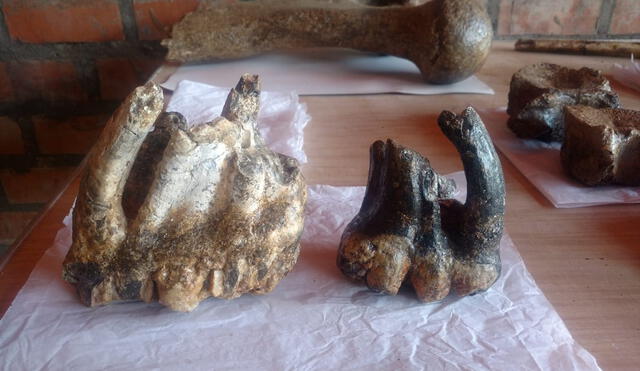 Molares de mastodonte encontrados en el lugar. Foto: Cortesía Oscar Díaz