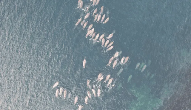 Los científicos del Proyecto CETI identificaron un "alfabeto fonético" en los cachalotes, lo que sugiere que su canto sigue patrones complejos, similares a un lenguaje. Imagen referencial Foto: Pexels