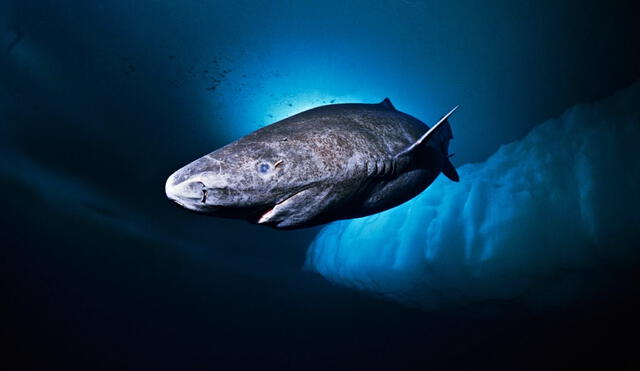 Este tiburón puede vivir 400 años, el doble de la edad del animal terrestre más longevo: la tortuga gigante. Foto: Nick Caloyianis/National Geographic | Video: National Geographic