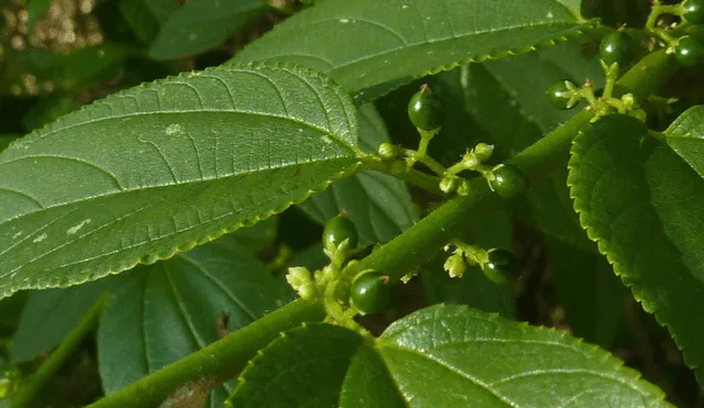 El compuesto de cannabis fue encontrado en los frutos y flores de la planta distinta. Foto: Alex Popovkin / Flickr