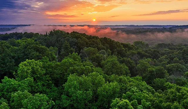 El árbol más grande de América Latina, ubicado en la Reserva Natural del Río Iratapuru resalta su importancia ecológica y su antigüedad como testigo de la rica biodiversidad amazónica. Foto: Pexels