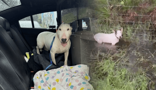 Así fue el rescate de este perrito atorado por causas del huracán Milton. Foto: composición LR/difusión Así fue el rescate de este perrito atorado por causas del huracán Milton. Foto: composición LR/difusión