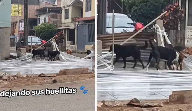 Travesura canina. Perritos dañaron pavimento y causó divertidas reacciones. Foto: composición LR/TikTok